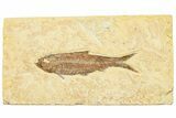 Detailed Fossil Fish (Knightia) - Wyoming #244201-1